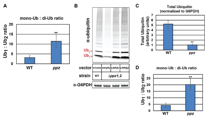 Figure 1—figure supplement 4.