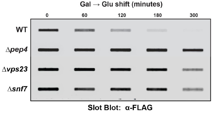 Figure 7—figure supplement 1.