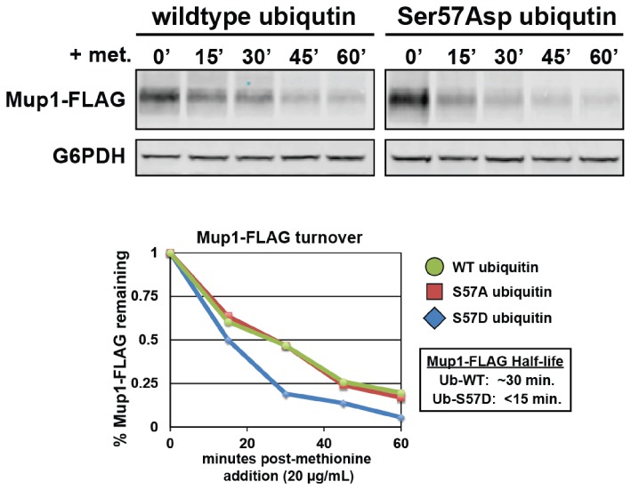 Figure 4—figure supplement 3.