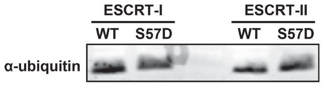 Figure 5—figure supplement 2.