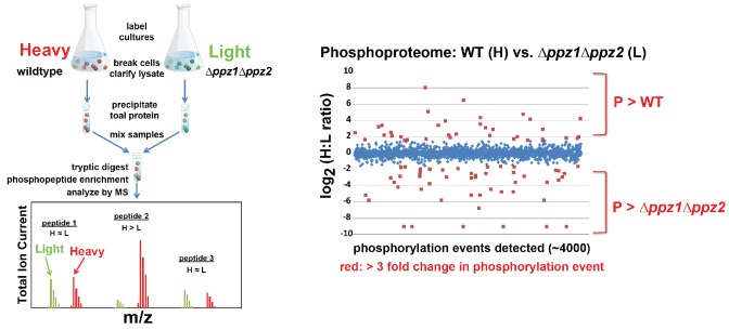 Figure 1—figure supplement 1.