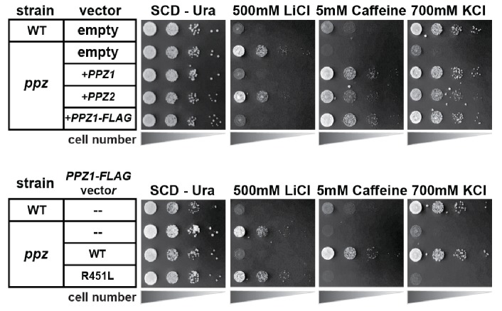 Figure 1—figure supplement 5.