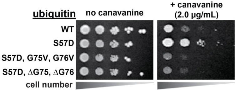 Figure 4—figure supplement 1.