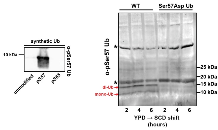 Figure 1—figure supplement 2.