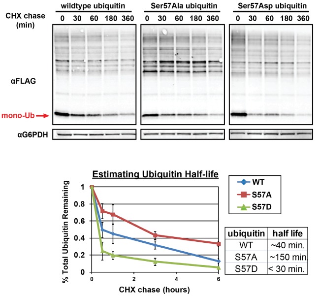 Figure 3—figure supplement 1.