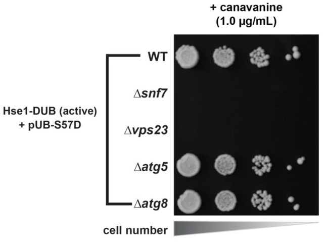 Figure 5—figure supplement 3.