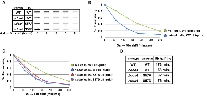 Figure 6—figure supplement 1.