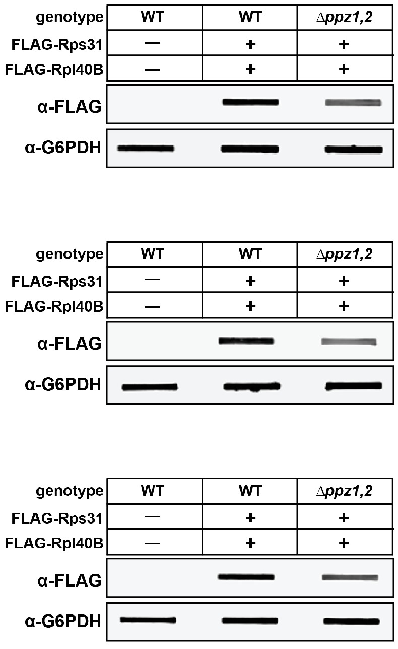 Figure 1—figure supplement 3.