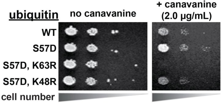 Figure 4—figure supplement 2.