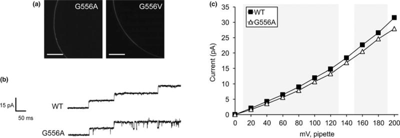 FIGURE 3