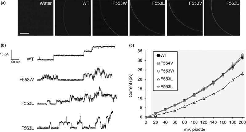 FIGURE 2