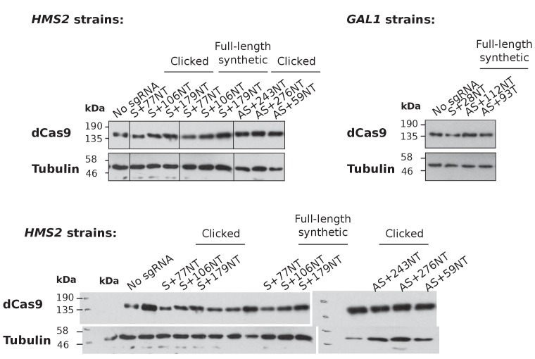 Figure 1—figure supplement 1.