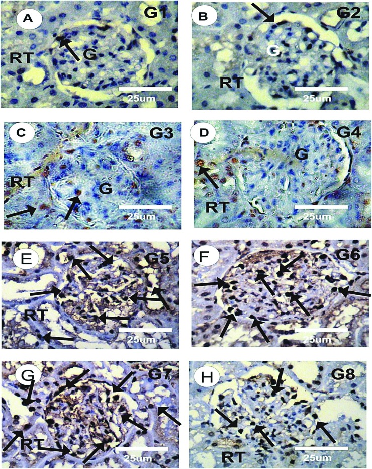 Fig. 8