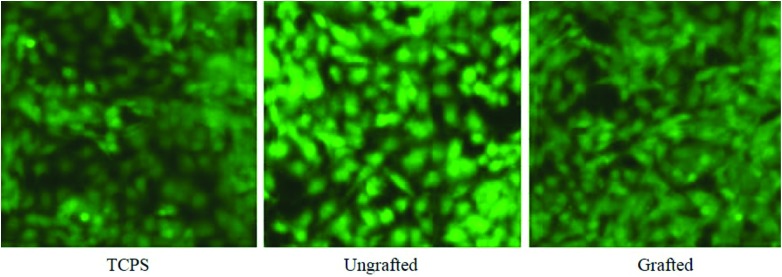 Fig. 8.