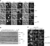 FIGURE 5: