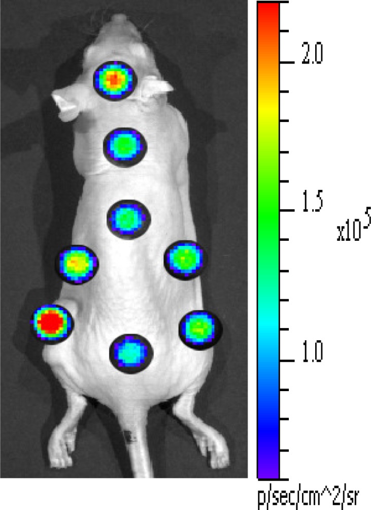 Fig. 6