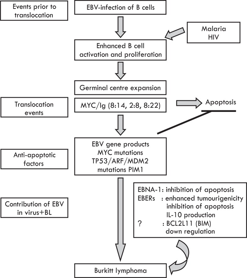 Fig. (1)