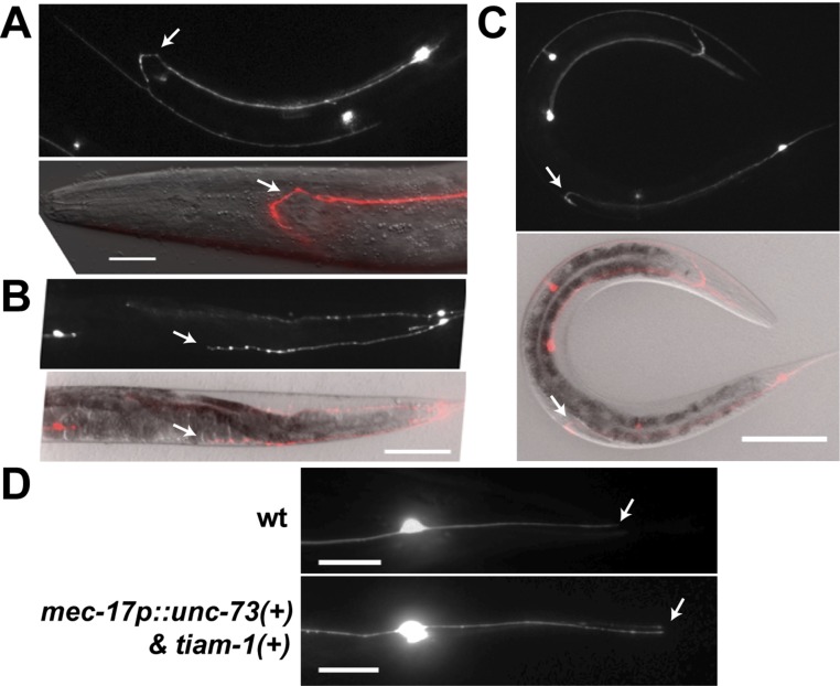 Fig. S6.