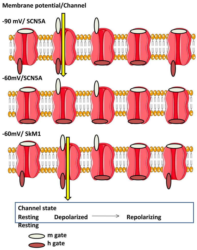 Figure 4