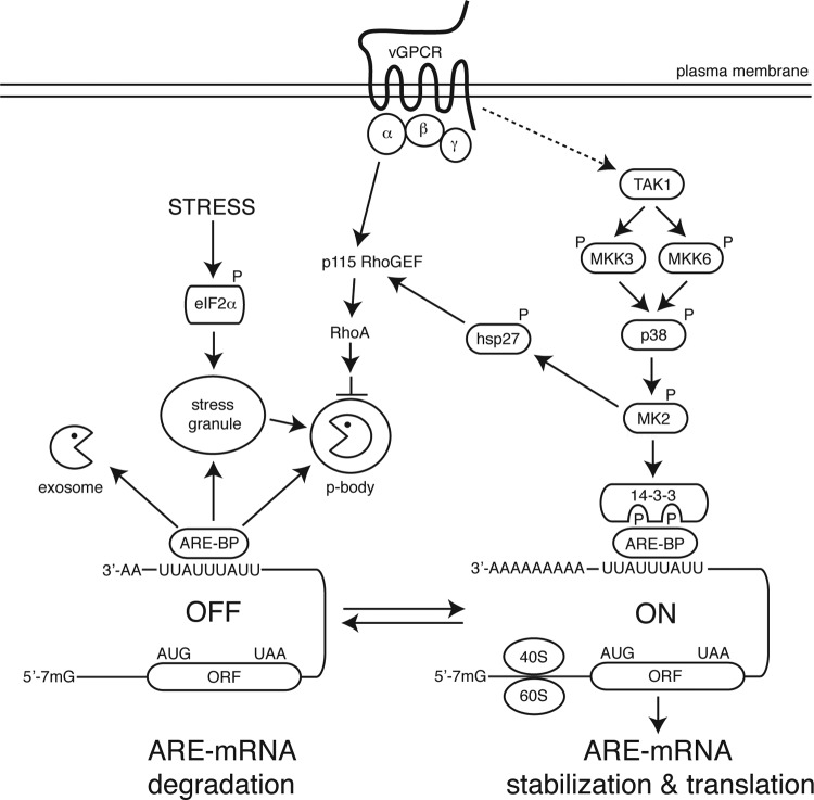 Fig 7