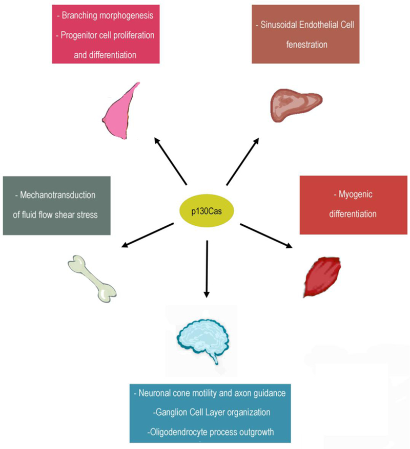 Figure 2: