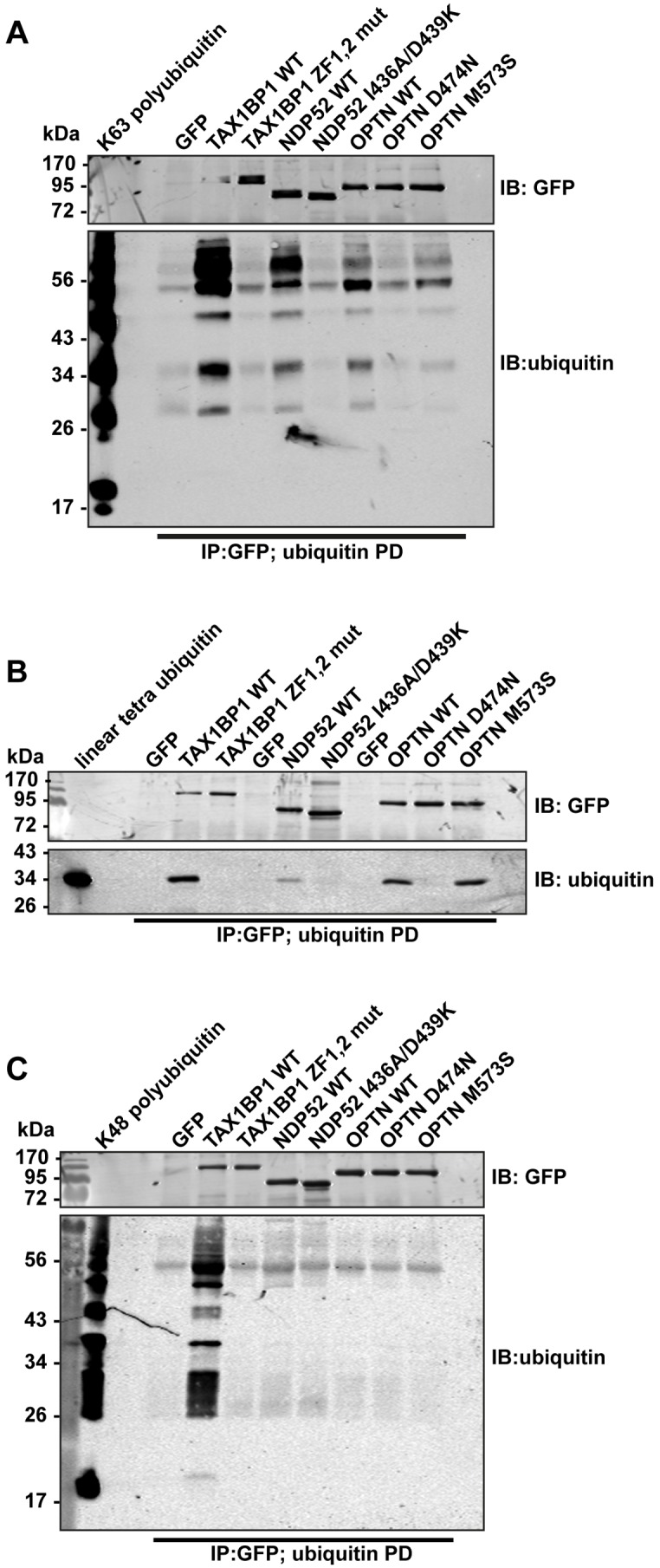 Fig 5