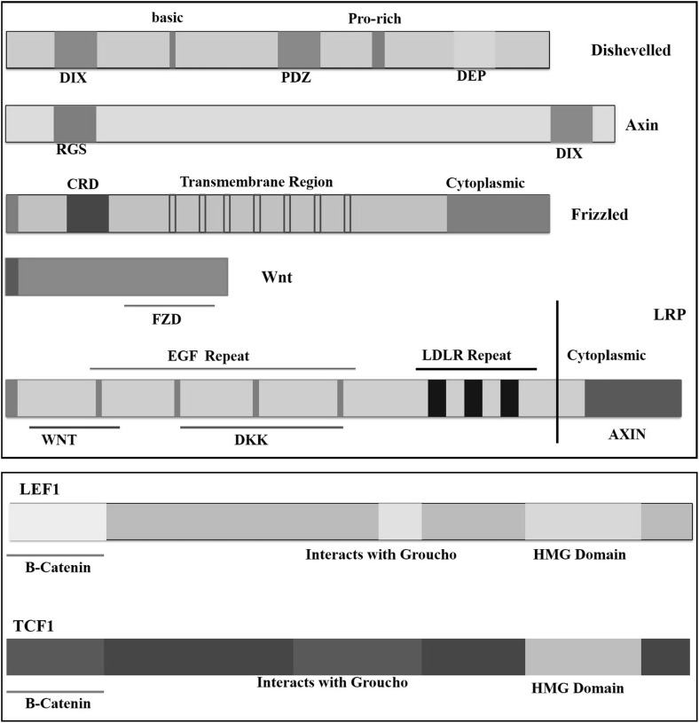 Fig. 1