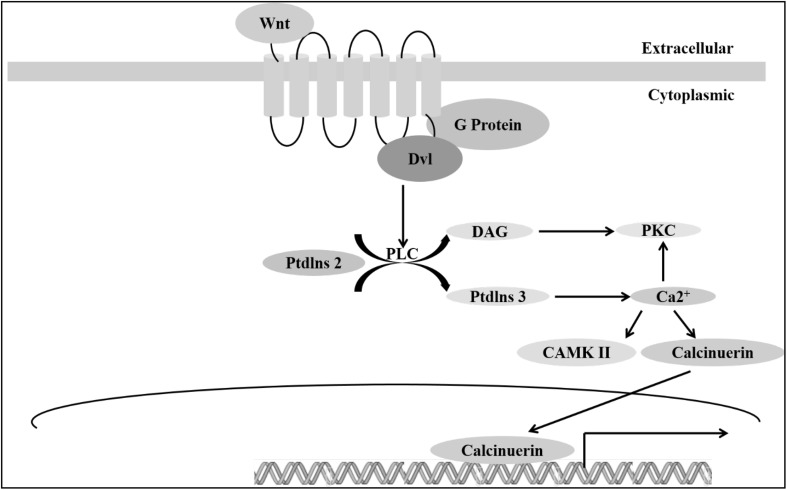 Fig. 5