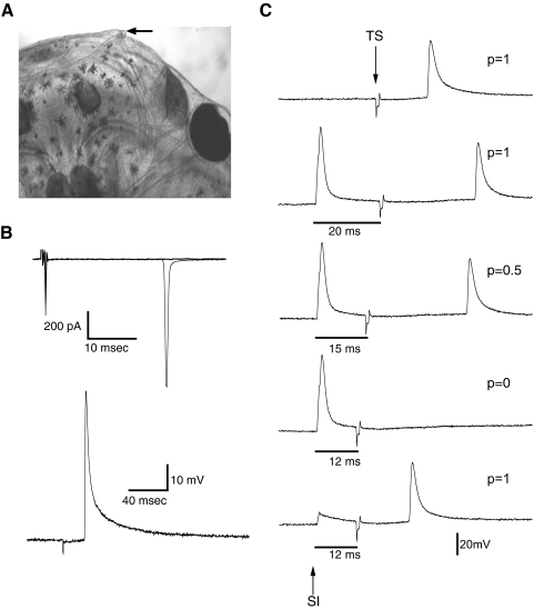 FIG. 7.