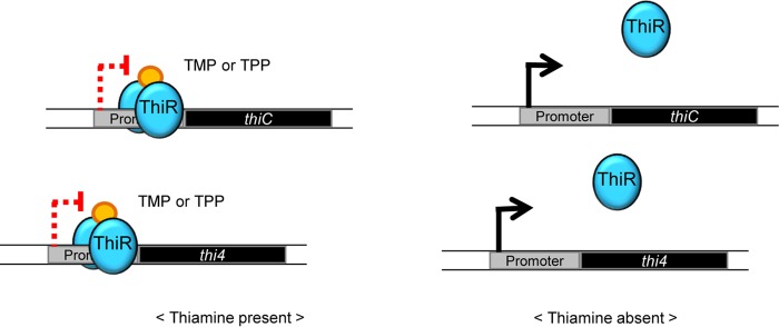 FIG 6