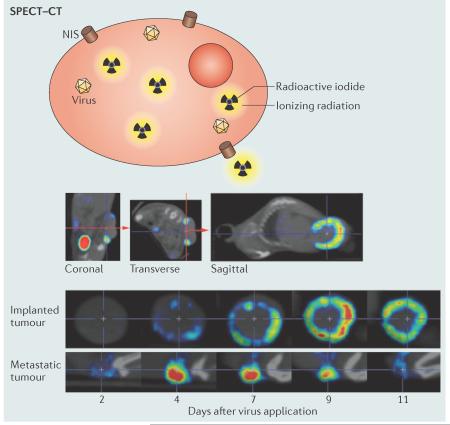 Box 2 | In vivo imaging