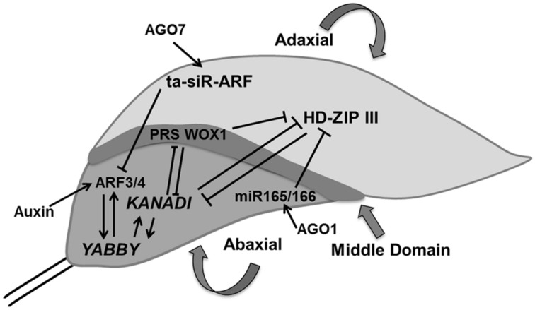 FIGURE 4