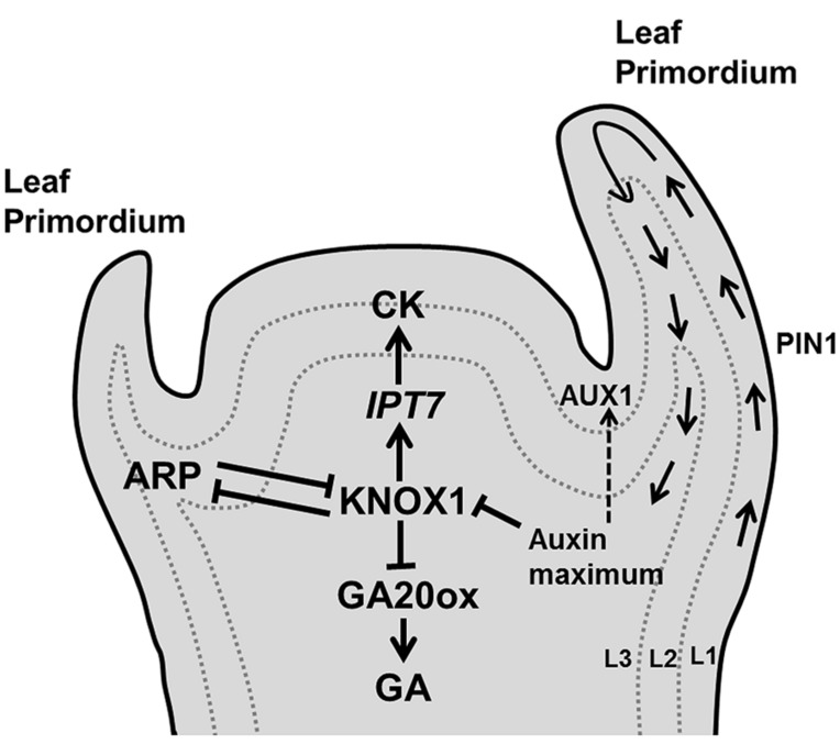 FIGURE 3