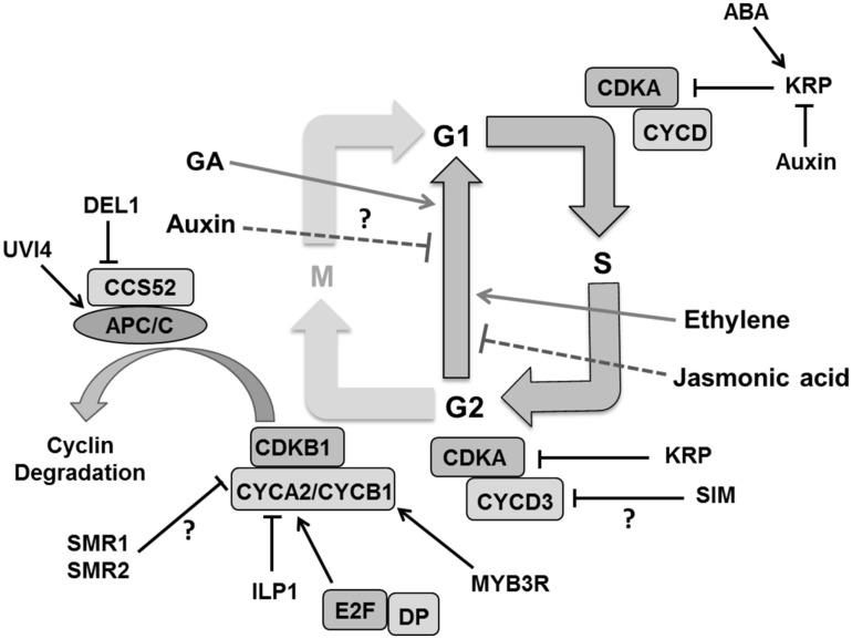 FIGURE 7