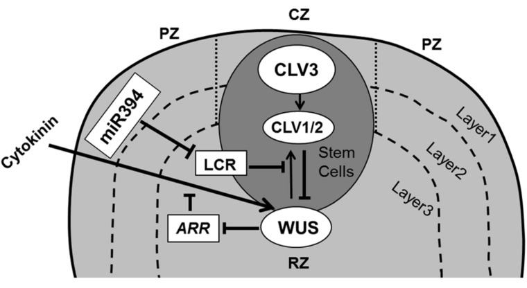 FIGURE 2