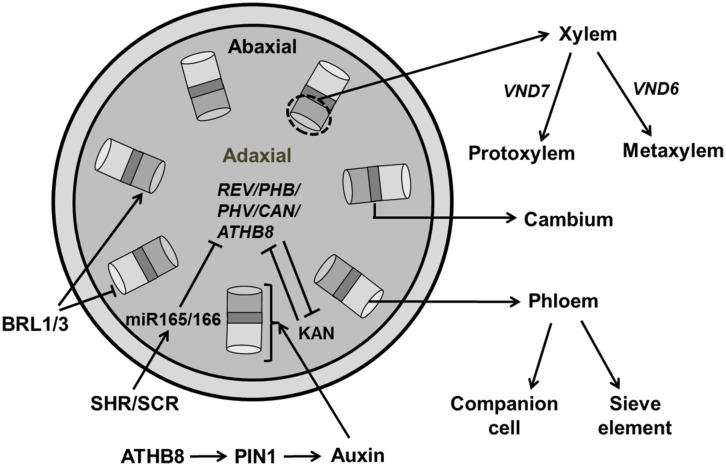 FIGURE 11