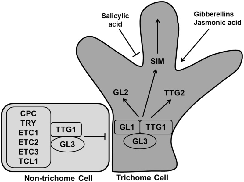 FIGURE 12