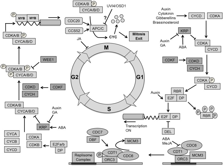 FIGURE 6