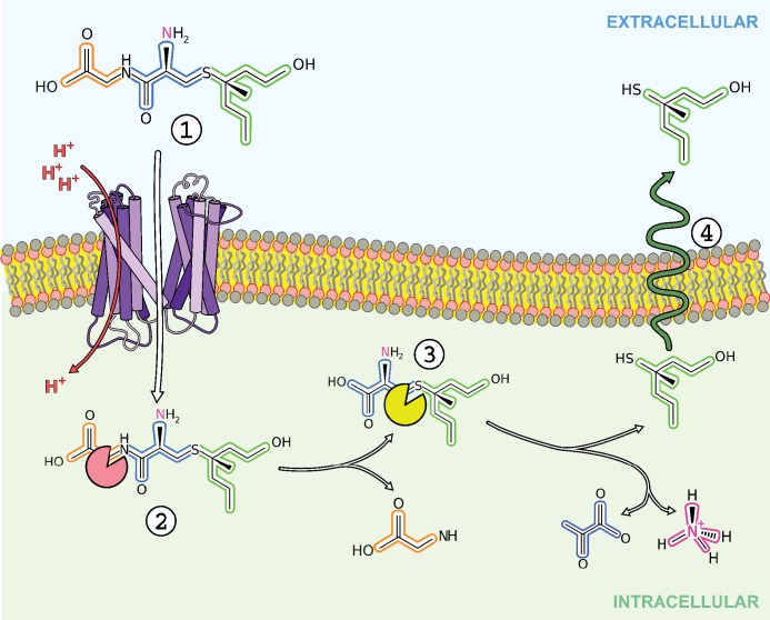 Figure 6.