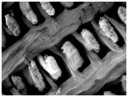 New evidence reveals how polyproline-repeat elements of enamel proteins evolve from amphibians to mammals to refine biological apatite structure and function. The striking microarchitecture of biological minerals is evident in tooth enamel, above.