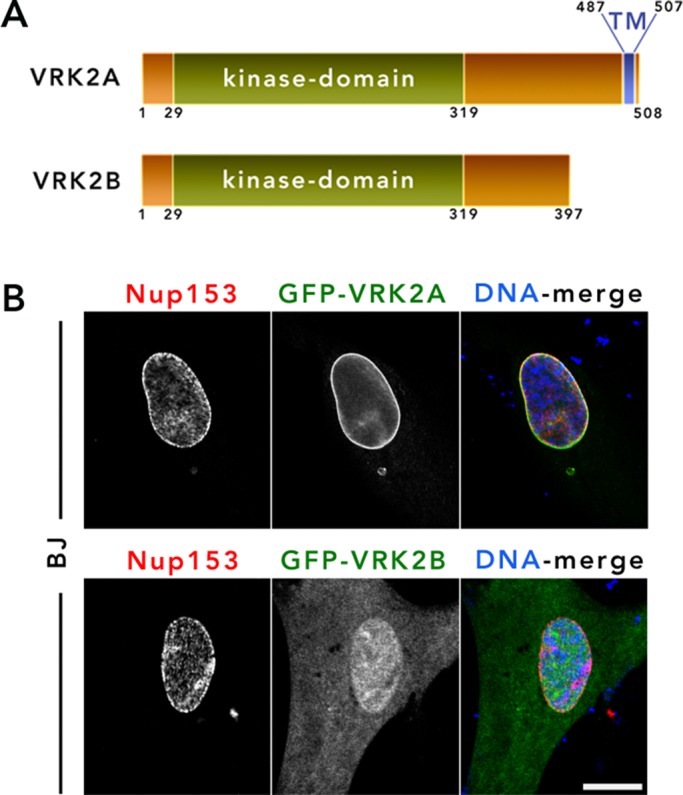 FIGURE 3: