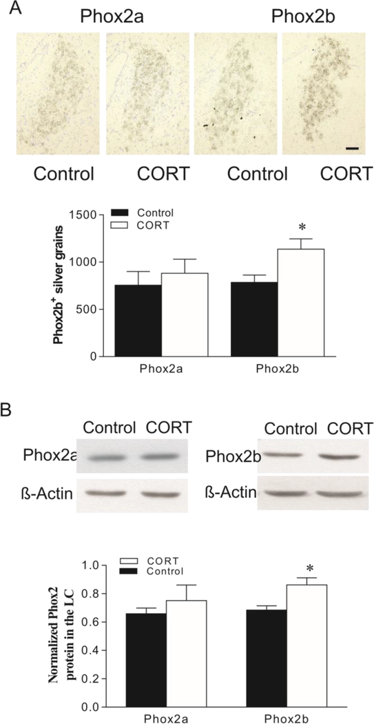 Figure 4: