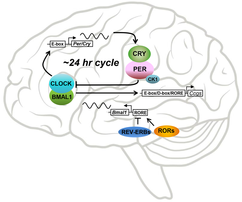 Figure 1: