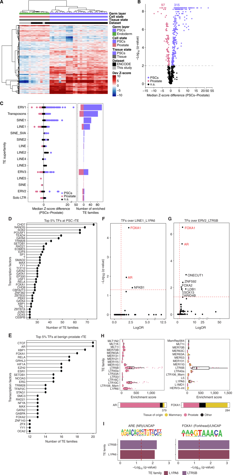 Figure 2. Distinct TE families populate the active regulatory elements of pluripotent stem cells (PSC) and benign prostate tissue. A, Heat map displaying the deviation (Dev) Z-scores of TE families differentially enriched in H3K27ac-positive chromatin between PSCs and benign prostate (rows, q-value ≤0.01). B, Volcano plot showing median difference in deviation Z-scores for each TE family enriched in H3K27ac-positive chromatin between PSCs and benign prostate tissue state vs. the −log10 q-value for that difference. The gray dashed line corresponds to −log10(q-value) = 2 (q-value = 0.01). The number of TE families enriched in H3K27ac-positive chromatin in PSCs or benign prostate is reported at the top. n.s., not significant. C, Direct comparison of PSCs vs. benign prostate. Y-axis shows all TE superfamilies with enriched TE families in H3K27ac-positive chromatin; individual points denote distinct TE families. The LINE1, ERV2, LTR (no ERVs), and Transposon families are enriched in benign prostate, whereas the ERV1, ERV3, and SINE1 families are enriched in PSCs (left). Number of TE families enriched in H3K27ac-positive chromatin in PSCs or benign prostate, divided by TE superfamily (right). TE superfamilies ordered from most highly enriched in H3K27ac-positive chromatin in PSCs to benign prostate. D and E, Frequency of transcription factor (TF) cistromes enriched at regulatory TE families (rTE) enriched in PSCs (D) and benign prostate (E). The top 5% most frequently enriched transcription factor cistromes are shown. Transcription factors associated with benign prostate development are indicated in red in F and G. F and G, Transcription factor cistromes enriched over L1PA6 and LTR5B TE families. Every dot corresponds to a transcription factor cistrome considered in the analysis. Red dashed lines correspond to −log10(q-value) = 1.3 (q-value = 0.05) and OR = 1 thresholds; q-values correspond to FDR-corrected Fisher exact test. H, Individual AR (left) or FOXA1 (right) cistromes enriched over TE families enriched in benign prostate tissue state and with enrichment of the AR or FOXA1 cistrome (according to Fig. 1D). Box plots showing enrichment GIGGLE scores of individual AR cistromes profiled in cell lines derived from prostate, mammary, or other tissue state. I, Enrichment of AR and FOXA1 DNA recognition sequences within L1PA6 and LTR5B TE families. Bars represent −log10(q-value) for each TE family for transcription factor DNA recognition sequences. The red dashed line corresponds to −log10(q-value) = 1.3 (q-value = 0.05) threshold; q-values correspond to Benjamini-corrected P values.