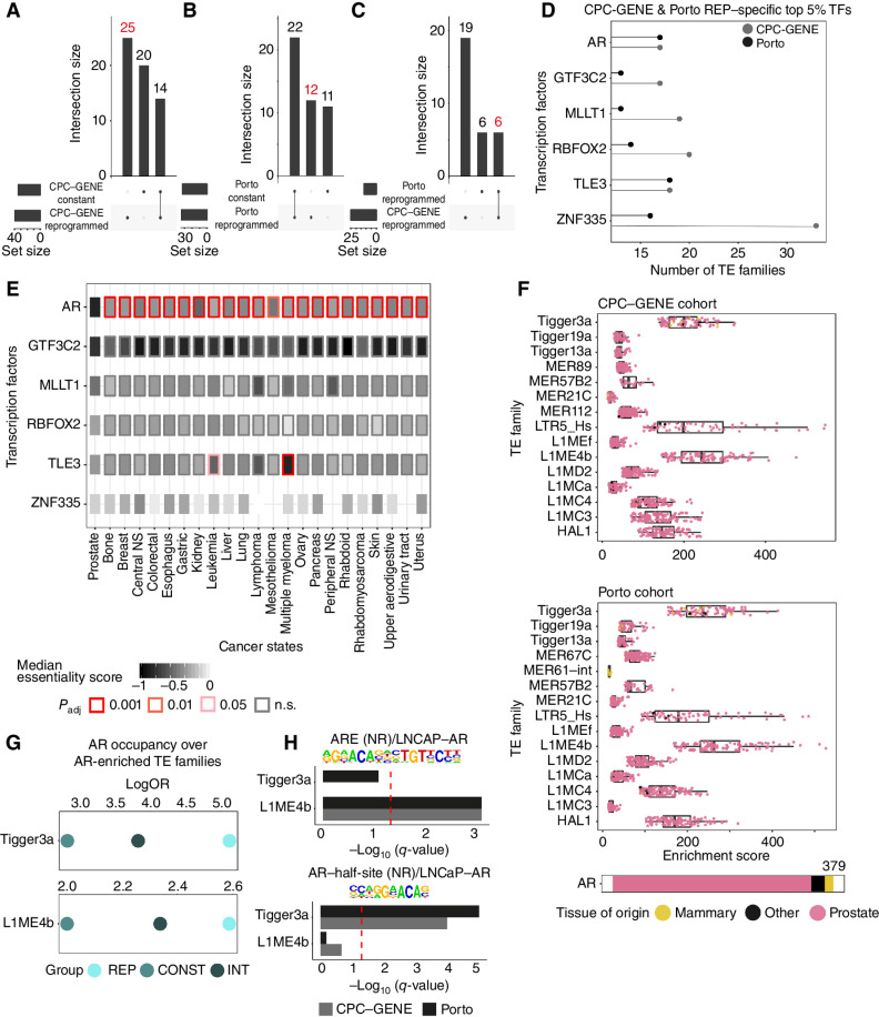 Figure 4. Reprogrammed TE families act as binding sites for AR. A and B, UpSet plot showing the intersection of transcription factor cistromes found in the top 5% most frequent cistromes enriched over reprogrammed TE families in reprogrammed or constant patients (CPC-GENE in A and Porto in B).Red font highlights the sets of transcription factor cistromes of interest (unique to reprogrammed CPC-GENE or Porto prostate cancer patients). C, UpSet plot showing the intersection of transcription factors commonly found in the top 5% most frequent cistromes enriched over reprogrammed TE families in the reprogrammed subgroup (CPC-GENE and Porto) but absent in the constant subgroup. Red font highlights the sets of transcription factor cistromes of interest (transcription factor cistromes common to reprogrammed CPC-GENE and Porto prostate cancer patients). The six factors labeled in red are then used for D and E. D, Frequency of transcription factor cistromes (TF) enriched at reprogrammed TE families in reprogrammed CPC-GENE and Porto patients. The top 5% most frequently enriched transcription factor cistromes specific to reprogrammed patients is shown. E, Overview of essentiality scores of TFs in D across all cancer types available in DepMap with more than five cell lines, based on RNAi data. The distribution of the essentiality scores of each transcription factor calculated in prostate cancer cell lines was compared with the distribution of the same transcription factor calculated in each other cancer state cell line. Rectangle inner color corresponds to median essentiality score, while border color corresponds to pairwise t test Benjamini–Hochberg–corrected P values (Padj). NS, nervous system; n.s., not significant. F, Individual AR cistromes enriched over reprogrammed TE families with enrichment of AR cistrome shown in B. Box plots showing enrichment GIGGLE scores of individual AR cistromes profiled in cell lines derived from prostate, mammary, or other tissue state in CPC-GENE (top) or Porto (bottom) reprogrammed patients. Note that the Tigger3a, L1ME4b, and LTR5_Hs TE families are the top three TE families for enrichment of AR cistromes. G, Enrichment of AR cistromes profiled in reprogrammed (REP), intermediate (INT), and constant (CONST) Porto patients at the Tigger3a and L1ME4b TE families. H, Enrichment of AR DNA recognition sequences within Tigger3a and L1ME4b TE families. Bars represent −log10(q-value) for CPC-GENE or Porto reprogrammed patients. The red dashed line corresponds to −log10(q-value) = 1.3 (q-value = 0.05) threshold; q-values correspond to Benjamini-corrected P values.