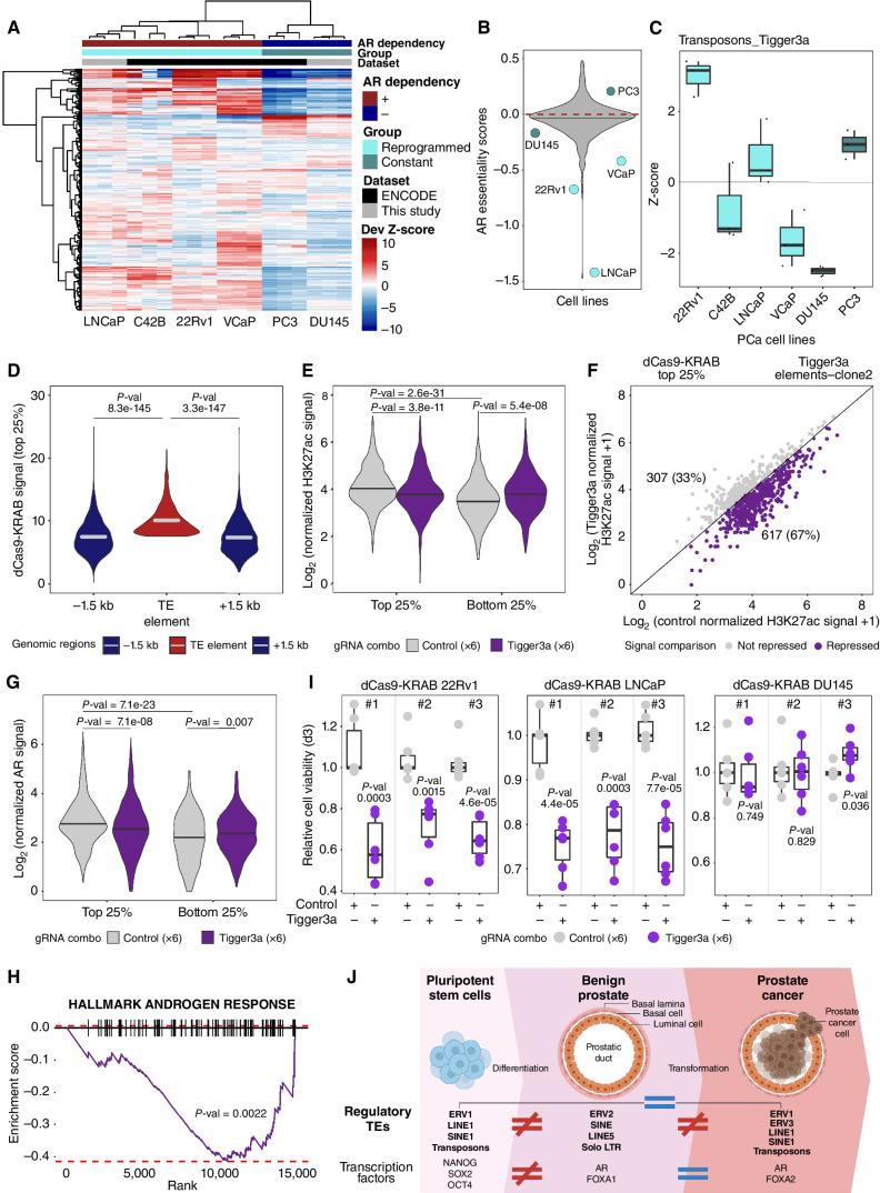 Figure 5. Tigger3a elements are essential regulatory elements for prostate cancer cell growth. A, Heat map displaying the deviation (Dev) Z-scores of TE families differentially enriched in H3K27ac-positive chromatin between pluripotent stem cells and benign prostate across H3K27ac profiles of prostate cancer cell lines (publicly available or newly generated). B, AR essentiality mediated through RNAi across various cell lines. Each dot indicates a prostate cancer cell line. Prostate cancer lines included in A are labeled with the name of the cell lines and color coded according to similarity to patients with prostate cancer. The red dashed line corresponds to essentiality score = 0 threshold. C, Tigger3a enrichment across H3K27ac profiles of prostate cancer cell lines. Box plots show differential deviation Z-scores in prostate cancer cell lines. D, Violin plot showcasing the dCas9-KRAB signal intensity over top 25% Tigger3a elements compared with matched flanking 1.5-kb regions in clone 2 dCas9-KRAB 22Rv1 (upstream, −1.5 kb; downstream, +1.5 kb; right). P value results of Wilcoxon test are showcased on the violin plot. PCa, prostate cancer. E, Violin plot showcasing the H3K27ac signal distribution in clone 2 dCas9-KRAB 22Rv1 cells nucleofected with control (gray) or Tigger3a (purple) gRNA combinations over Tigger3a elements with high dCas9-KRAB signal (top 25%) or low dCas9-KRAB signal (bottom 25%). P value results of Wilcoxon test are showcased on the violin plot. Note that H3K27ac signal significantly decreases between control and Tigger3a conditions for top 25% Tigger3a elements, while it does not decrease significantly for bottom 25% Tigger3a elements. Interestingly, H3K27ac signal drops significantly also between Control conditions between top 25% and bottom 25% Tigger3a elements. P value results of Wilcoxon test are showcased on the violin plot. F, H3K27ac signal over top 25% dCas9-KRAB bound Tigger3a elements in clone 2 dCas9-KRAB 22Rv1 cells nucleofected with control or Tigger3a gRNA combinations. Every dot corresponds to one Tigger3a element; the x-axis represents the log2 of the normalized H3K27ac signal intensity in two independent nucleofections with control gRNA combination, while the y-axis represents the log2 normalized H3K27ac signal intensity in two independent nucleofections with Tigger3a gRNA combination. G, Violin plot showcasing the AR signal distribution in clone 2 dCas9-KRAB 22Rv1 cells nucleofected with control (gray) or Tigger3a (purple) gRNA combinations over Tigger3a elements with high dCas9-KRAB signal (top 25%). P value results of Wilcoxon tests are showcased on the violin plot. Note that AR signal significantly decreases between control and Tigger3a conditions for top 25% Tigger3a elements. H, Gene set enrichment analysis enrichment plots showcasing significant depletion of androgen response in clone 2 dCas9-KRAB cells nucleofected with Tigger3a gRNA combination compared with control combination. P value results of weighted Kolmogorov–Smirnov test are showcased on the plots. I, Relative cell viability upon dCas9-KRAB mediated chromatin repression at Tigger3a elements (combinations of 6 individual gRNAs targeting Tigger3a elements or scramble) in clonal 22Rv1 and LNCaP (32) and DU145 stably expressing dCas9-KRAB. Every dot represents an independent nucleofection reaction using guides targeting Tigger3a elements or negative control (scramble). Error bars, SD. P values were generated by two-sided t test. J, Graphical representation of the main discoveries of this study showcasing the dynamic of the enrichment of TEs and transcription factors in H3K27ac-positive chromatin in the progression from pluripotent stem cells to benign tissue and to localized primary prostate cancer. Despite the strong similarity between pluripotent stem cells and prostate cancer tissues, TEs act as binding sites for AR in primary prostate cancer. This figure was created with BioRender.com.