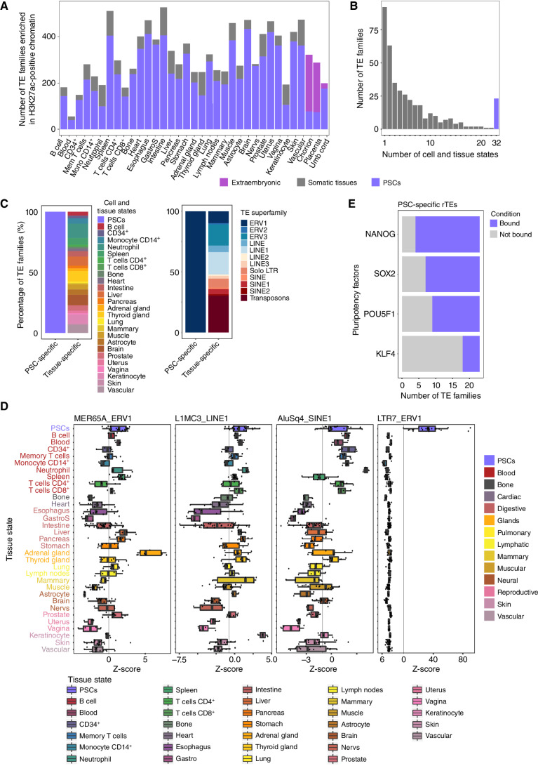 Figure 1. The landscape of TE families in active regulatory elements of pluripotent stem cells (PSC) and somatic tissues. A, Bar plot showcasing the number of TE families differentially enriched between PSCs and each individual tissue state. Note that the number of TE families enriched is always higher compared with somatic tissues. GastroS, gastric sphincter; Mem, memory; Mon, monocyte; Nervs, nerves and neural connections. B, Frequency plot of TE families enriched across the different number of somatic tissues and consistently enriched in PSCs. Note that TE families are mostly enriched in one somatic tissue state and a set of 23 TE families is always enriched in PSCs. C, Comparison of the number of PSC- and tissue-specific TE families. Colors correspond to the tissue state showing enrichment of a given number of TE families (left) or to TE superfamilies (right). Note that PSC-specific TE families are populated only by ERV1. D, Examples of tissue state–specific TE families. Box plots show differential deviation Z-scores in PSCs and in all somatic tissue states. E, Number of PSC-specific regulatory TE families (rTE) bound by pluripotency factors NANOG, SOX2, POU5F1 (OCT4), and KLF4.