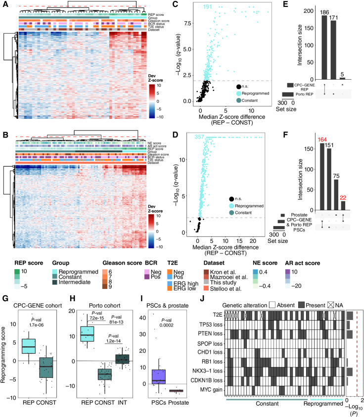 Figure 3. TE families are reprogrammed in a subset of patients with prostate cancer. A and B, Heat maps displaying the deviation (Dev) Z-scores of TE families differentially enriched in H3K27ac-positive chromatin between pluripotent stem cells and benign prostate tissue state across H3K27ac profiles of CPC-GENE patients (A; n = 48) or Porto patients (B; n = 92). BCR, biochemical recurrence; NE score, neuroendocrine score; Neg, negative; Pos, positive; REP score, reprogramming score. C and D, Volcano plots showing median difference in deviation Z-scores for each TE family enriched in H3K27ac-positive chromatin between reprogrammed (REP) and constant (CONST) patients (CPC-GENE patients in C, Porto patients in D) vs. the −log10 q-value for that difference. The gray dashed line corresponds to −log10(q-value) = 2 (q-value = 0.01). The number of TE families enriched in reprogrammed or constant patients is reported at the top. n.s., not significant. E, UpSet plot showing the intersection of TE families enriched in reprogrammed CPC-GENE and Porto patients. Note that the vast majority of TE families are commonly enriched. F, UpSet plot showing the intersection of TE families enriched in pluripotent stem cells (PSC), benign prostate, and reprogrammed prostate cancer patients. Note that 164 TE families are commonly enriched in patients with reprogrammed prostate cancer and PSCs, corresponding to reprogrammed TE families, while 22 TE families are shared between patients with prostate cancer and benign prostate. Red font highlights the set of TE families described in the corresponding results section (more precisely, 164 TE families common to prostate cancer patients and pluripotent stem cells and 22 TE families common to prostate cancer patients and benign prostate epithelium). G–I, Box plot displaying the reprogramming score in reprogrammed and constant CPC-GENE (G) and Porto patients [with intermediate (INT) patients; H], and in pluripotent stem cells and benign prostate (I). P value results of Wilcoxon test are showcased on the box plot. J, Breakdown of common prostate cancer genetic aberrations called from whole-genome sequencing data in each of the 48 CPC-GENE samples separated by TE-based clustering (left). Comparison of the frequency of genetic aberrations using Fisher exact test (right). The red dashed line corresponds to −log10(P) = 1.3 (P = 0.05) threshold. Note that no genetic aberration tested was found significantly different between reprogrammed and constant patients. NA, not available.