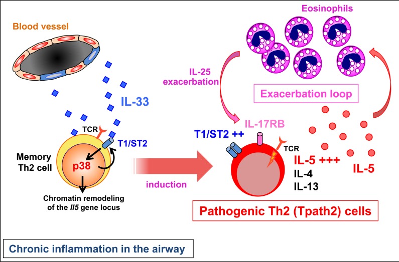 graphic file with name oncotarget-06-32303-g001.jpg