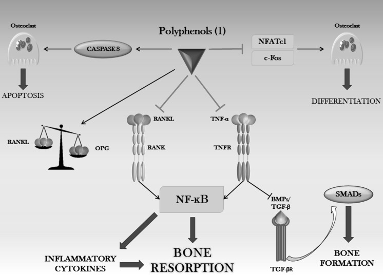 Fig. 6